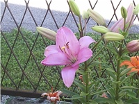 ad658162-Picture 006.jpg